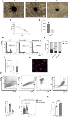 Generation of functionally active resident macrophages from adipose tissue by 3D cultures